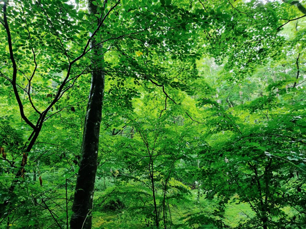 2026年6月のお休み
